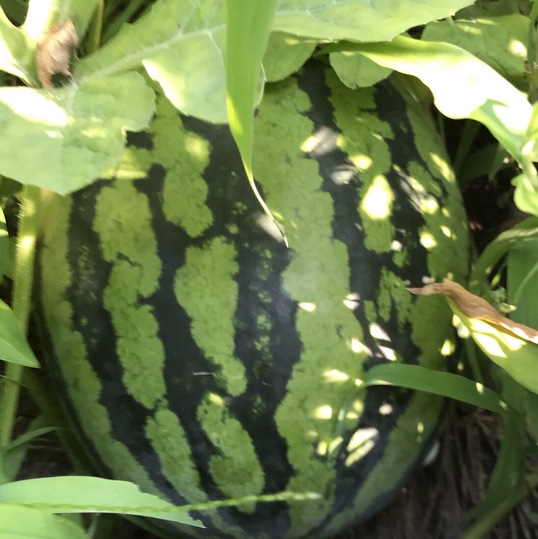 まる　の　趣味
