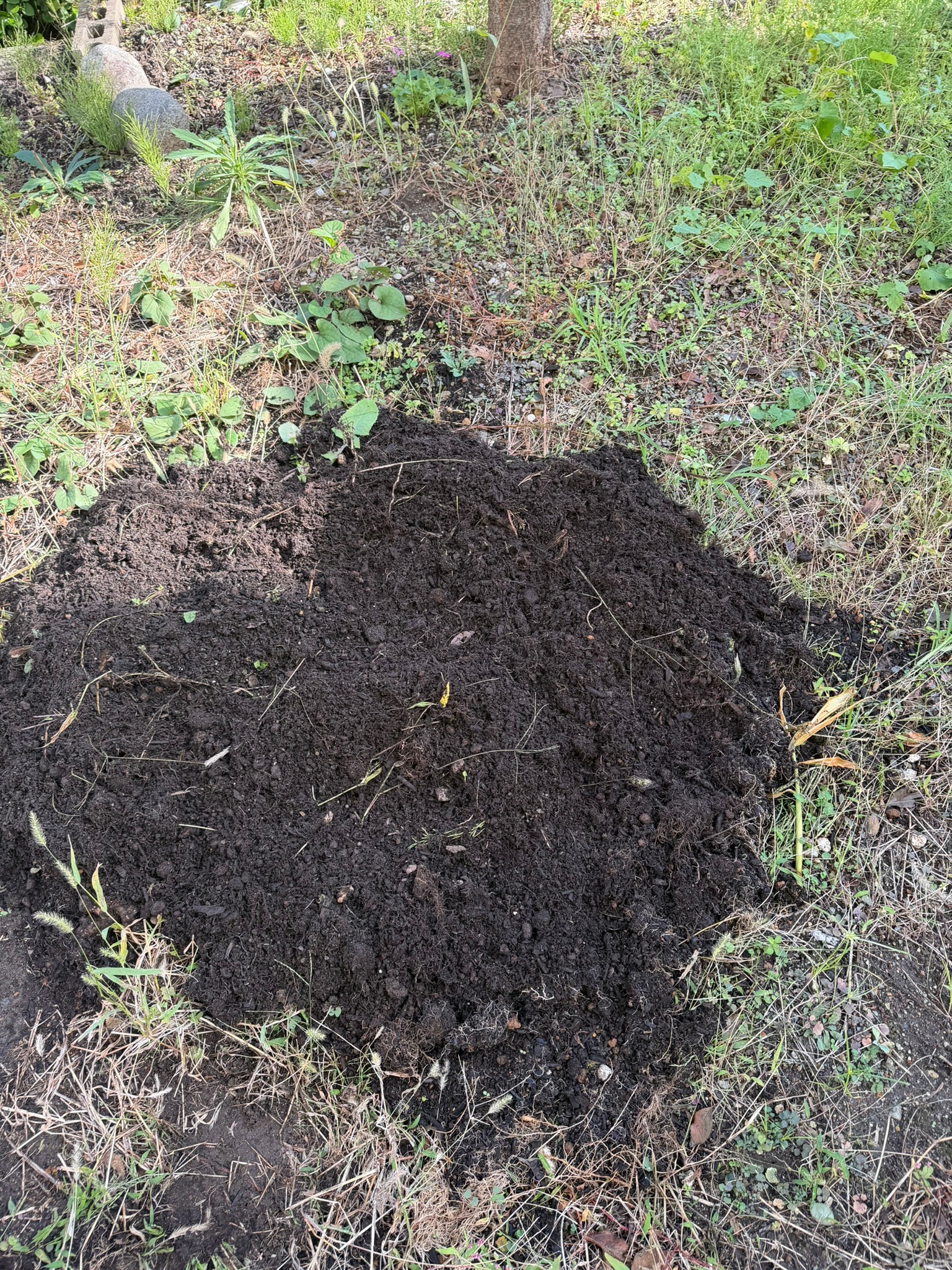 すももの木の下に広げた掘り起こし後の黒い土