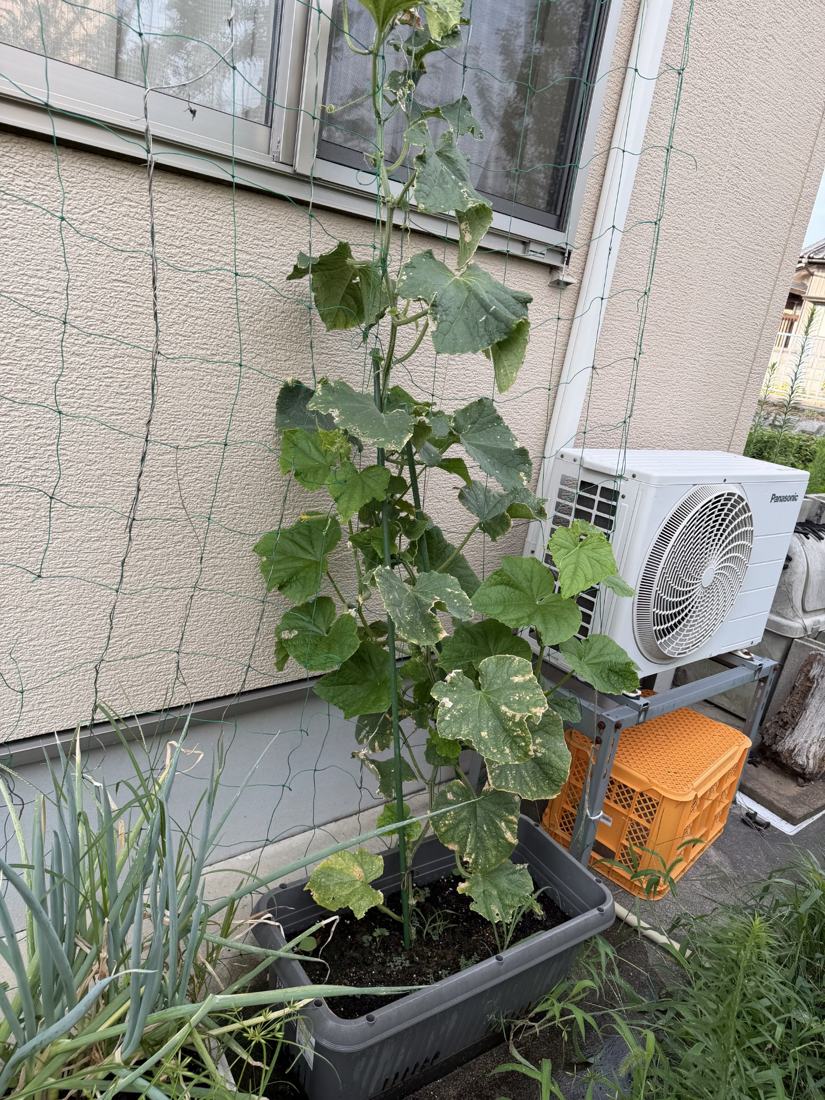 プランターとネットで育てているきゅうり