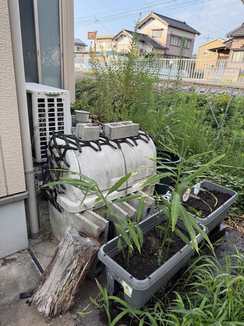 プランターで茎と葉を伸ばす金時生姜