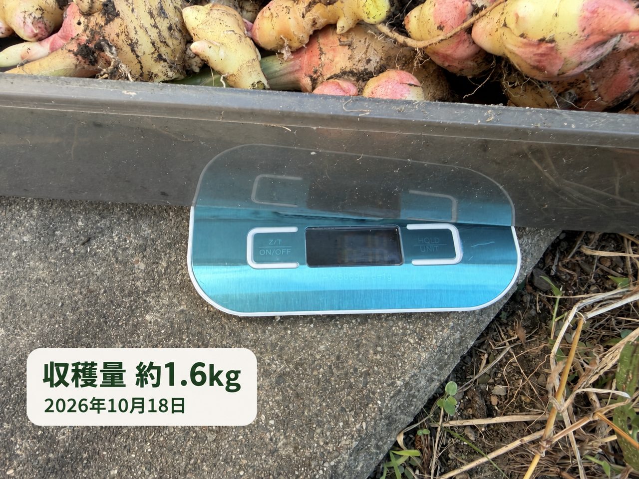 金時生姜をはかりで計量した写真。収穫量約1.6kgの文字を追記